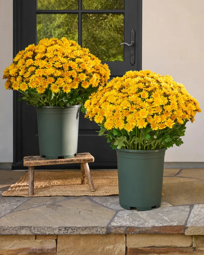 💥Last Day Each - Artificial Outdoor Sunset Mums Flowers -  Waterproof, Windproof（副本）