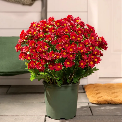💥Last Day Each - Artificial Outdoor Sunset Mums Flowers -  Waterproof, Windproof（副本）