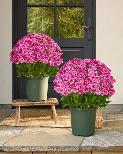 💥Last Day Each - Artificial Outdoor Sunset Mums Flowers -  Waterproof, Windproof（副本）
