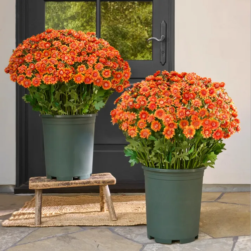 💥Last Day Each - Artificial Outdoor Sunset Mums Flowers -  Waterproof, Windproof（副本）