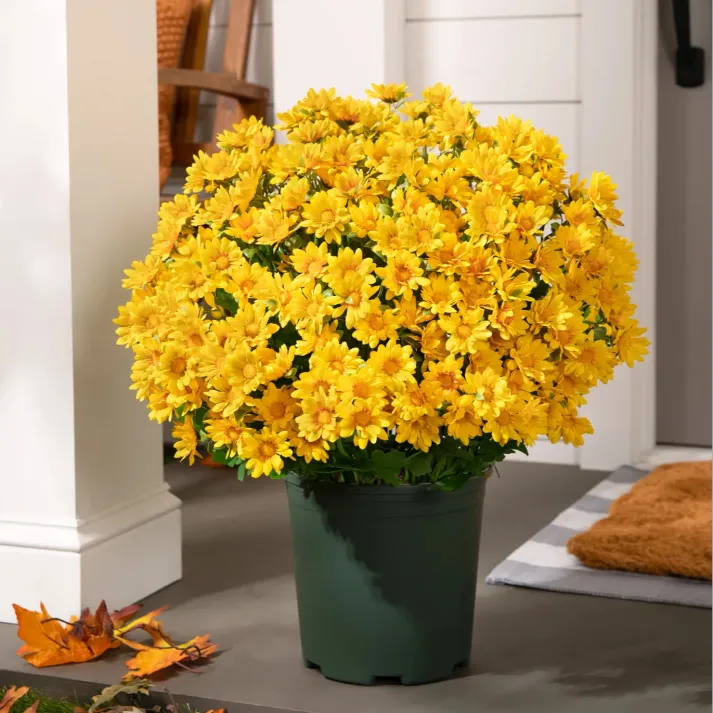 💥Last Day Each - Artificial Outdoor Sunset Mums Flowers -  Waterproof, Windproof（副本）