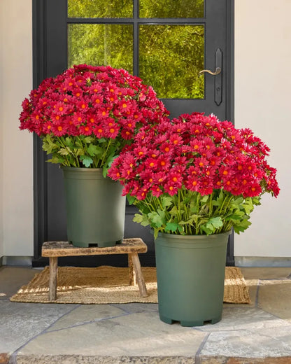 💥Last Day Each - Artificial Outdoor Sunset Mums Flowers -  Waterproof, Windproof（副本）