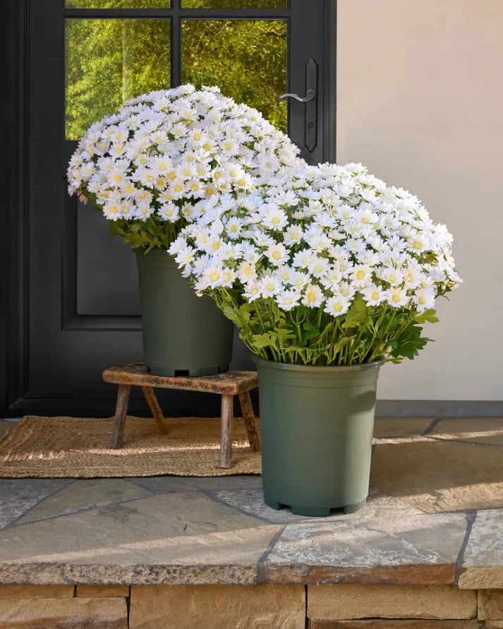 💥Last Day Each - Artificial Outdoor Sunset Mums Flowers -  Waterproof, Windproof（副本）