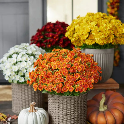 💥Last Day Each - Artificial Outdoor Sunset Mums Flowers -  Waterproof, Windproof（副本）