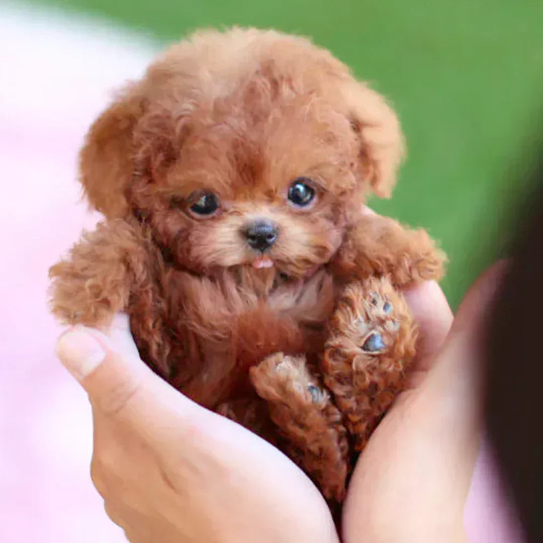 🐶🌭Nicco - My Realistic Robot Puppy（副本）